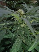 Indica Flowering