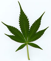 indica leaf