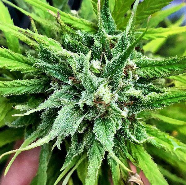 acdc cannabis pics