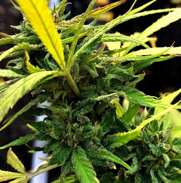 acdc cannabis pics