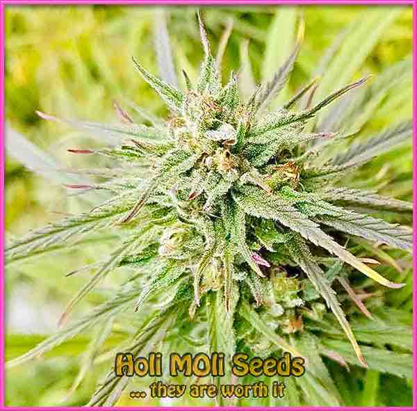 acdc cannabis pics