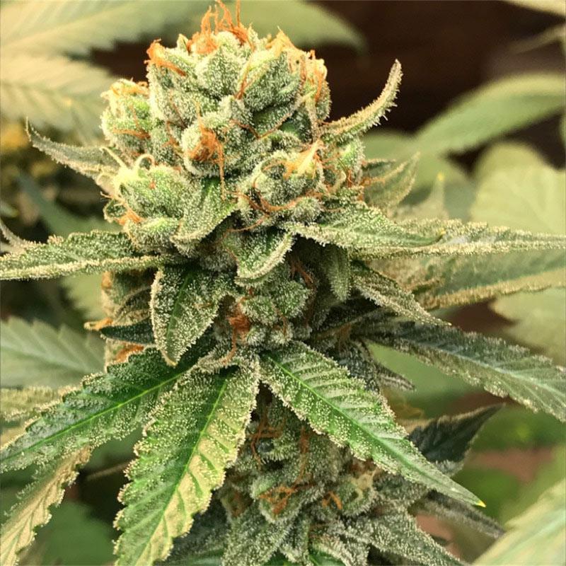 hellfire og cannabis pics