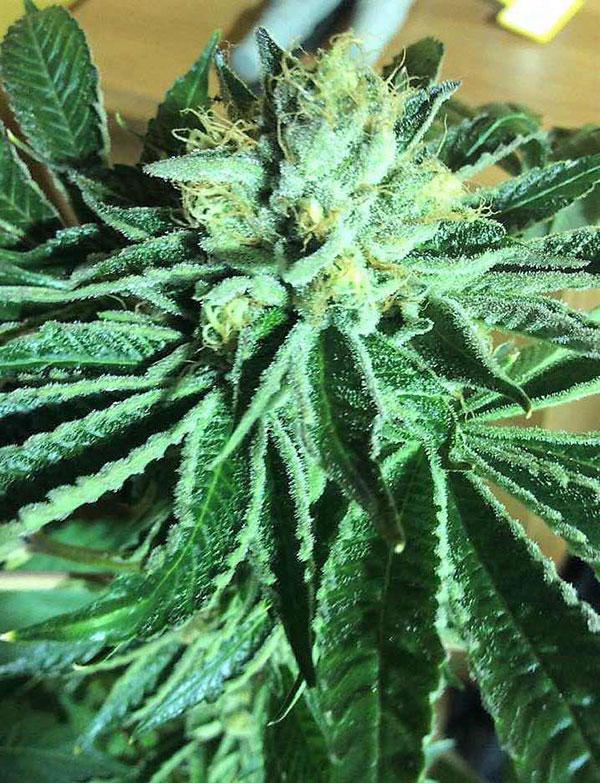 alien og cannabis pics