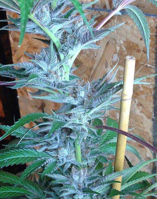 alien og cannabis pics