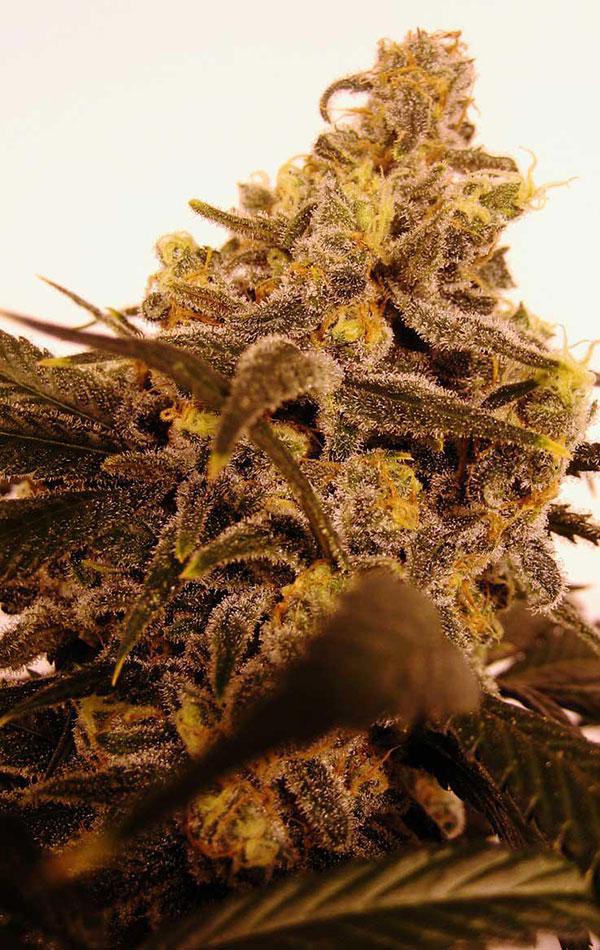 alien og cannabis pics