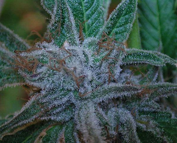 alien og cannabis pics
