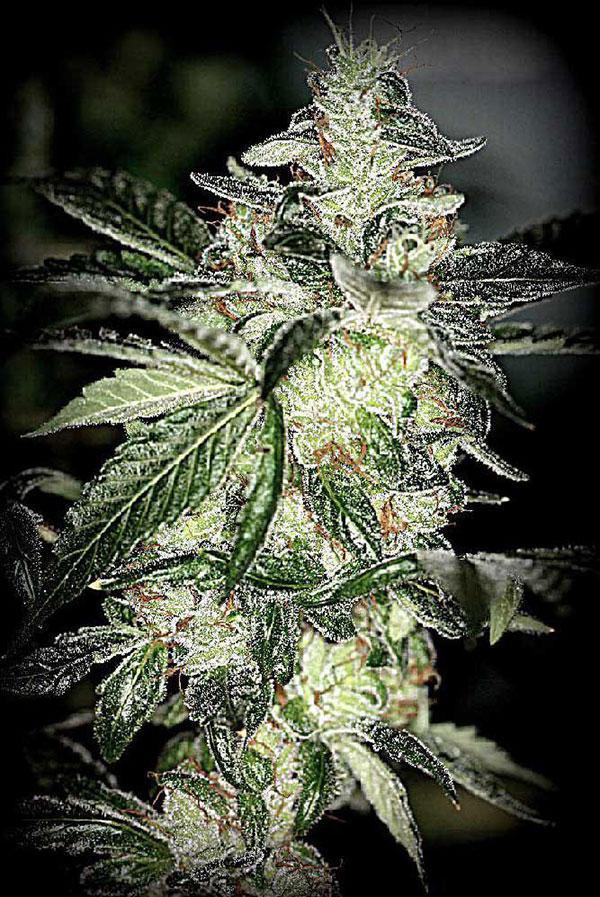 alien og cannabis pics