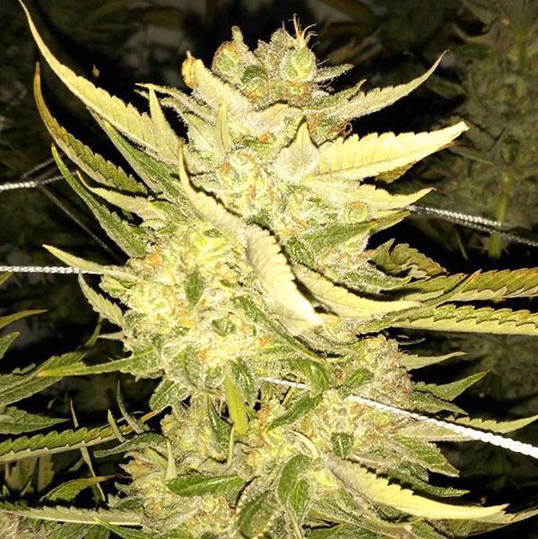 alien og cannabis pics