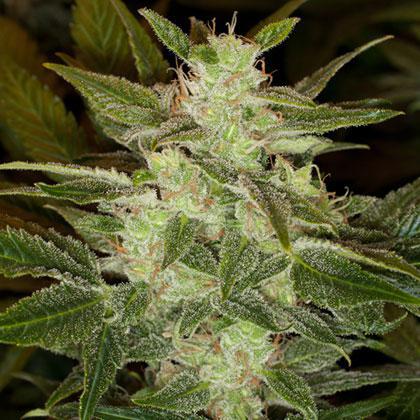 american haze cannabis pics
