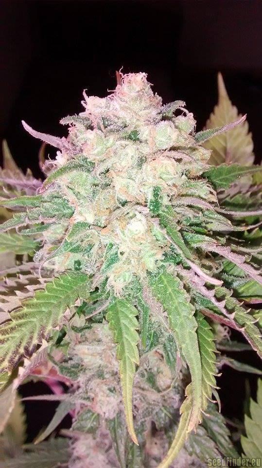 american haze cannabis pics