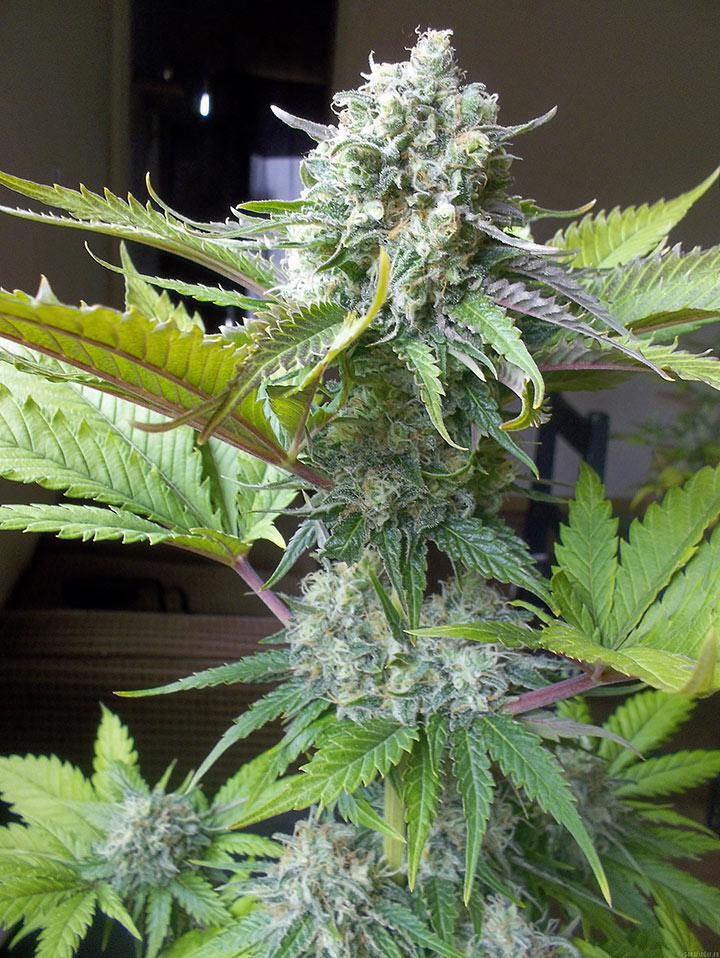 american haze cannabis pics