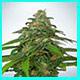 american haze strain Pic