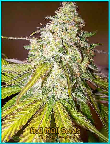 sour diesel autoflower cannabis pics