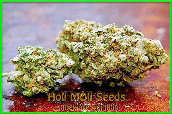 trainwreck autoflower cannabis pics