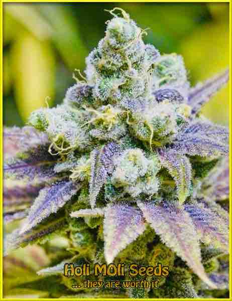 zkittlez autoflower cannabis pics