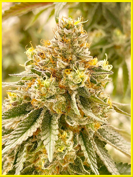 badazz cheese cannabis pics