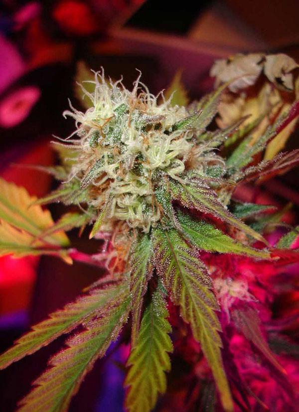 black domina cannabis pics