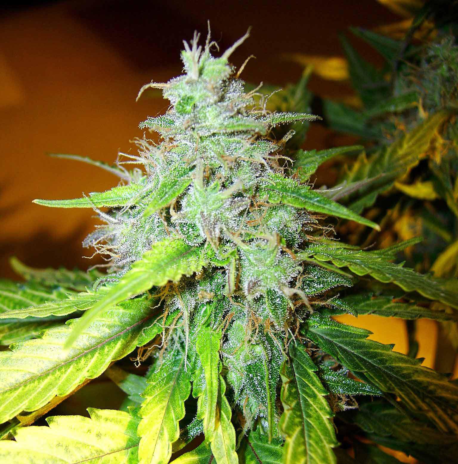 blueberry autoflower cannabis pics