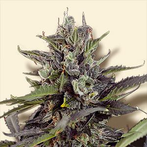 blueberry autoflower cannabis pics