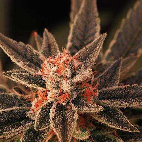 bruce banner autoflower cannabis pics