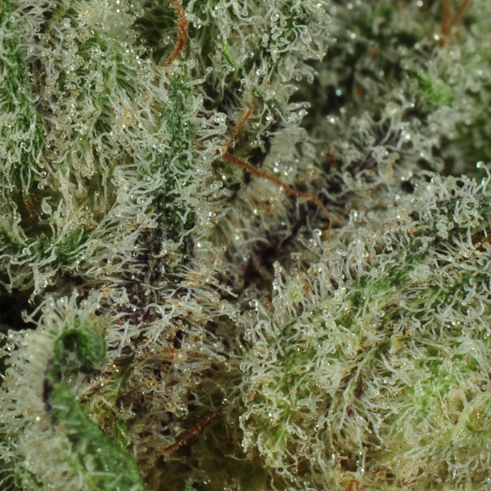 bruce banner autoflower cannabis pics