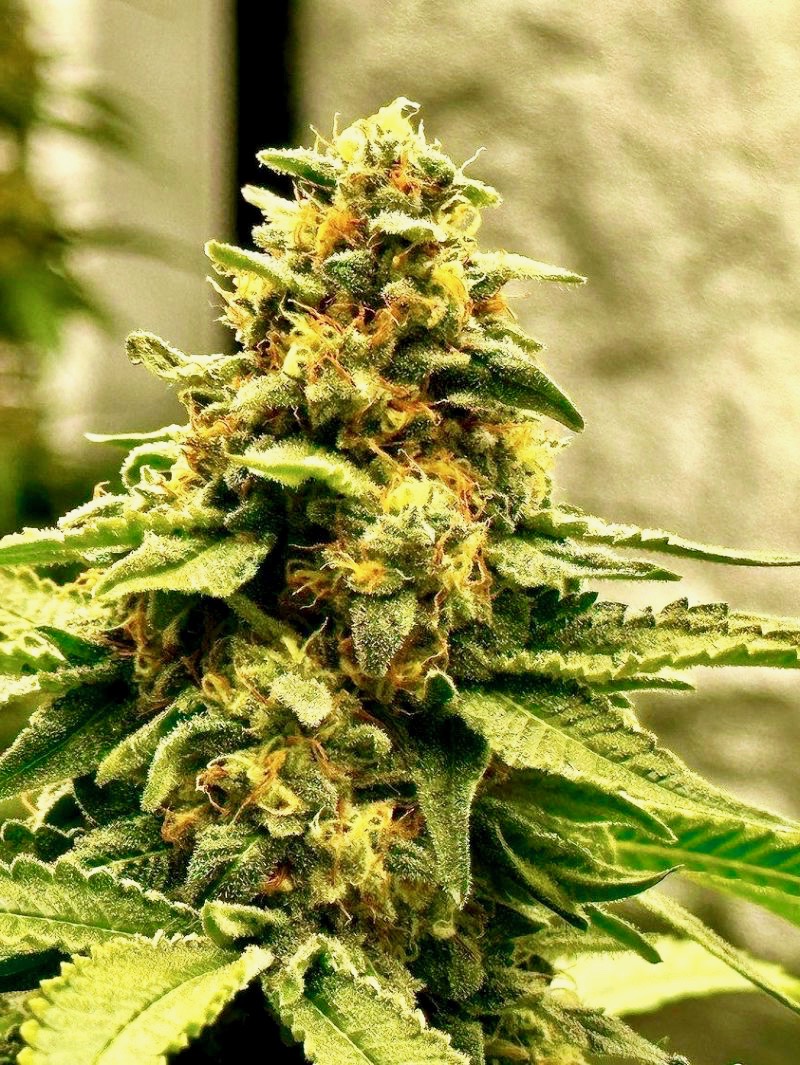 bruce banner autoflower cannabis pics