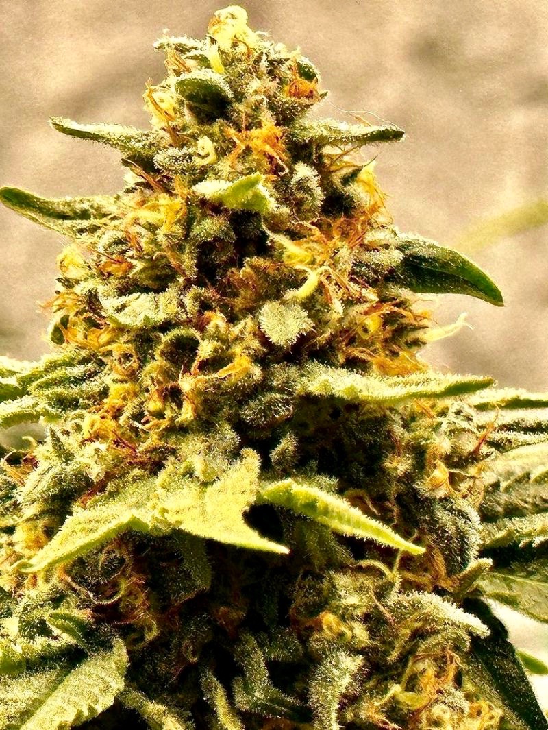 bruce banner autoflower cannabis pics