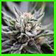 Bubba Kush strain photo link