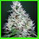 Bubblegum strain photo link