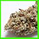 Cake Bomb strain photo link