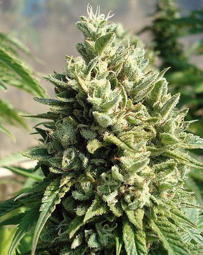 candy kush cannabis pics