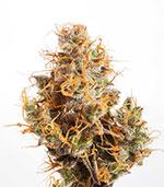 cbd fire Marijuana Pics