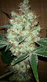 cbd fire Marijuana Pics