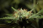 cbd fire Marijuana Pics