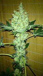 cbd fire Marijuana Pics