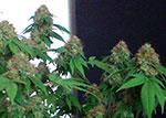 cbd fire Marijuana Pics