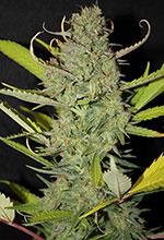 cbd fire Marijuana Pics