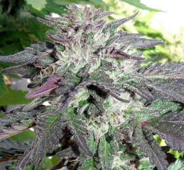 cherry pie cannabis pics