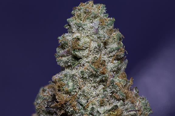 cookies and cream cannabis pics