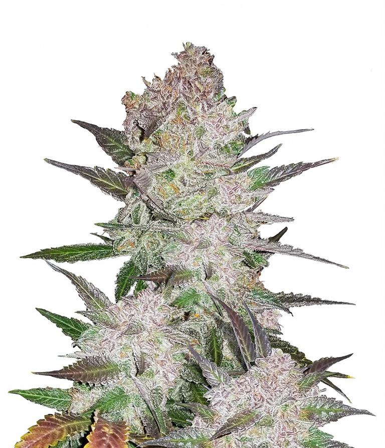cookies and cream cannabis pics