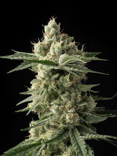 cookies and cream cannabis pics