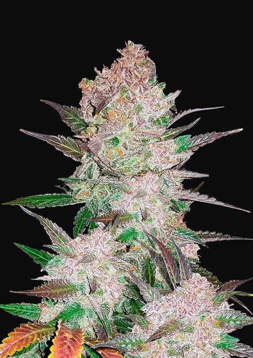 cookies and cream cannabis pics