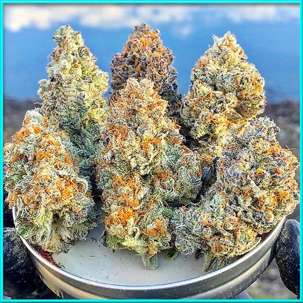diesel cannabis pics
