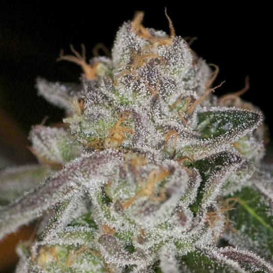 do si dos cannabis pics