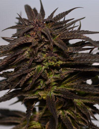 do si dos cannabis pics