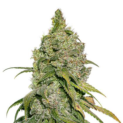 do si dos cannabis pics