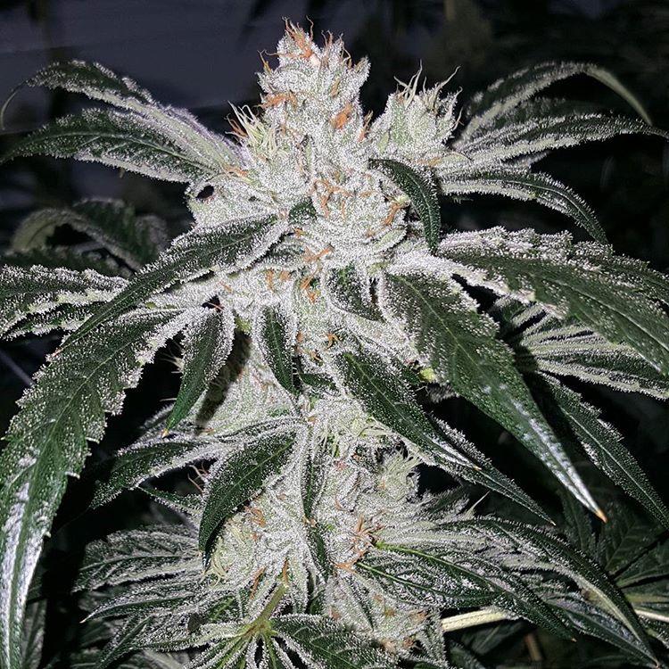 durban poison cannabis pics