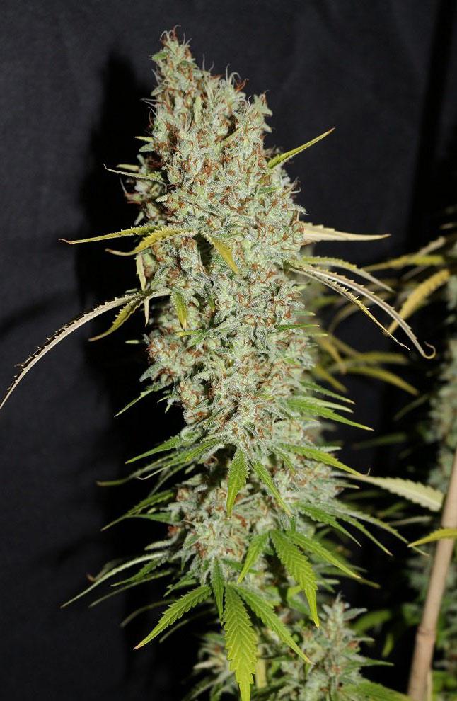 g13 cannabis pics