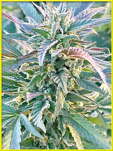 gmo cannabis pics