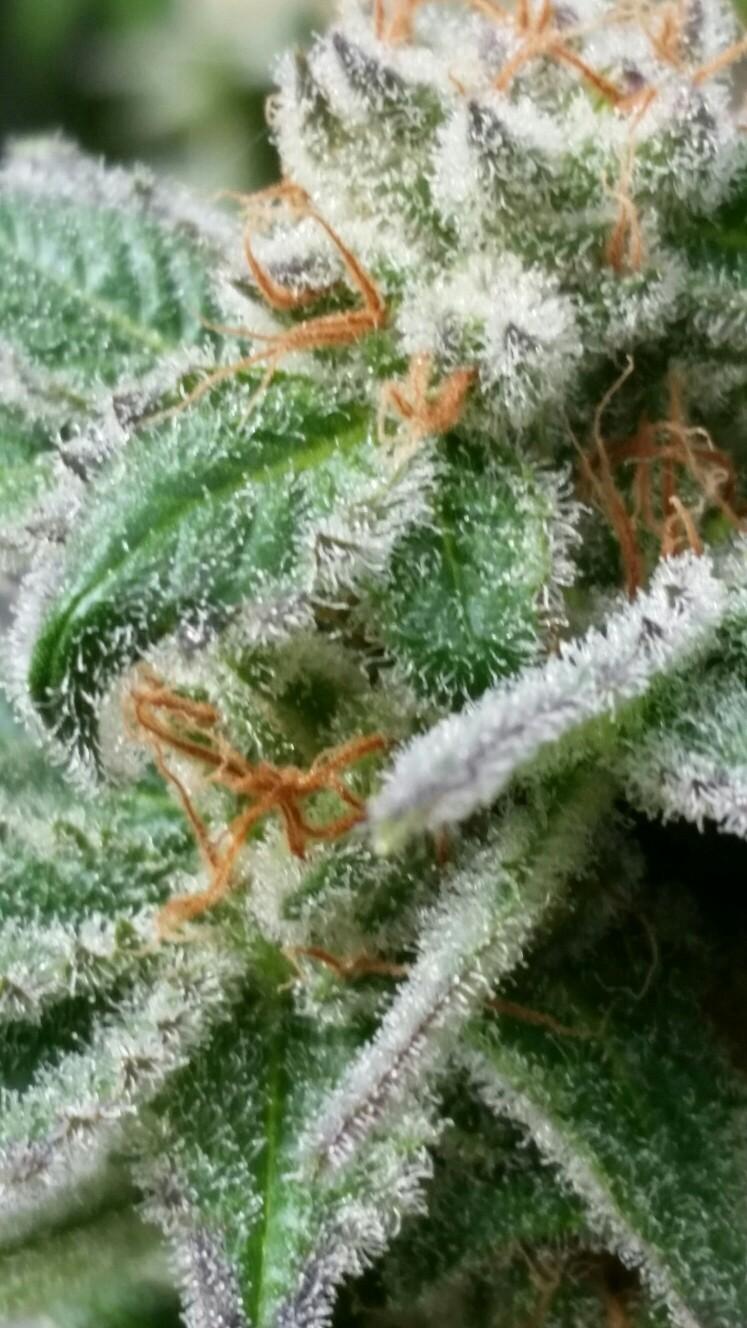 gorilla fire cannabis pics